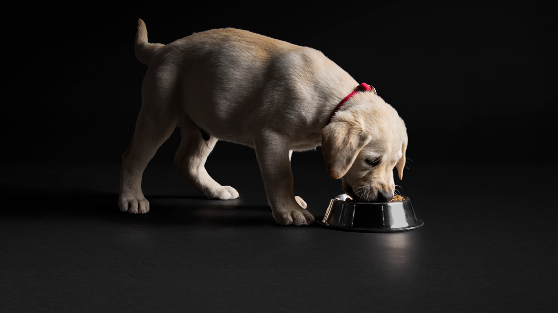 פרו פלאן לגורי כלבים תמונת שער