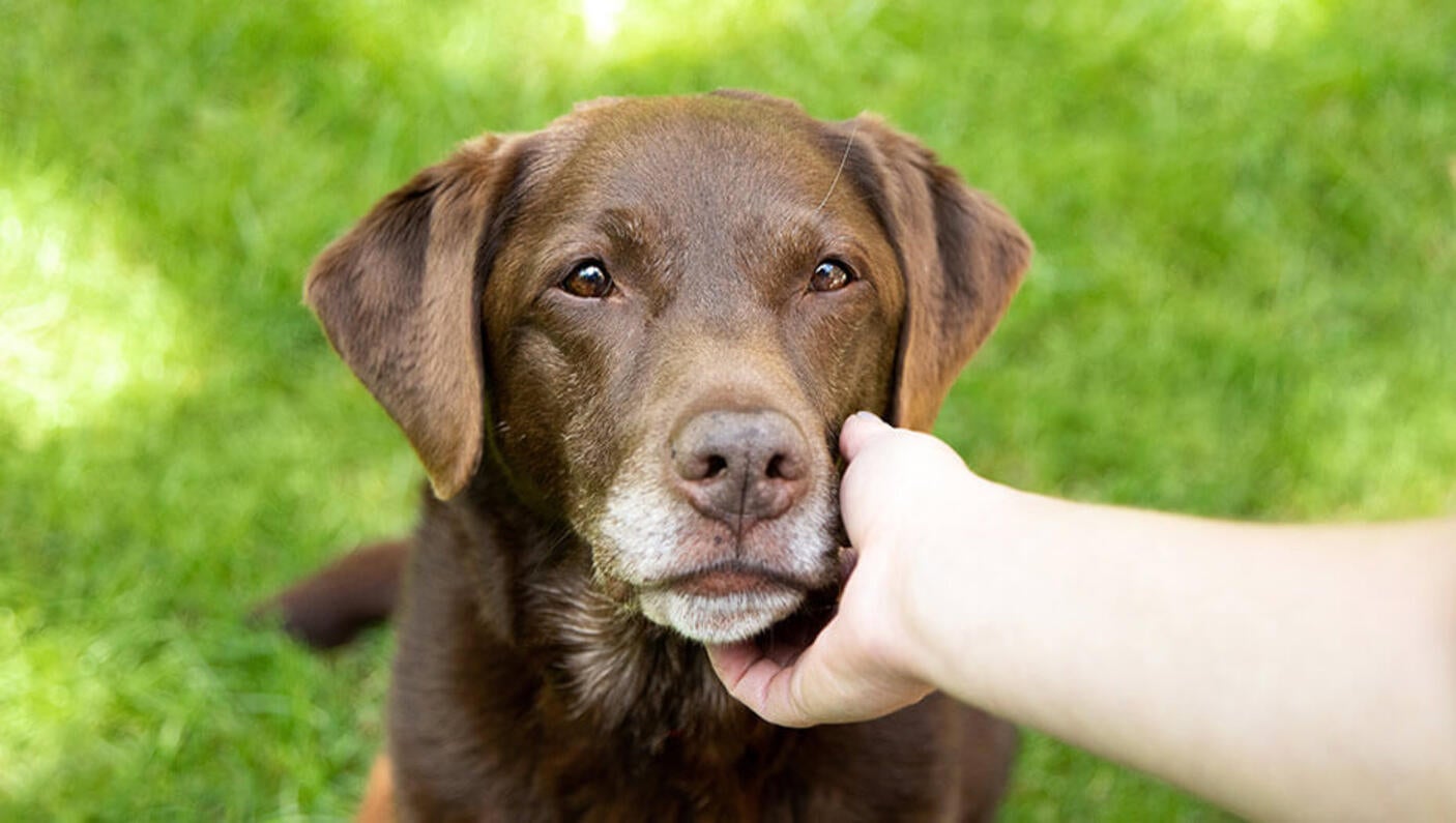 Dog being stroked by owner