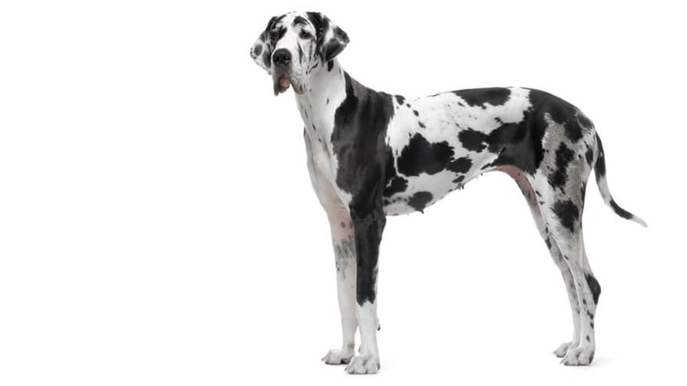Great Dane Desktop