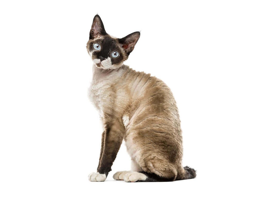 Devon Rex