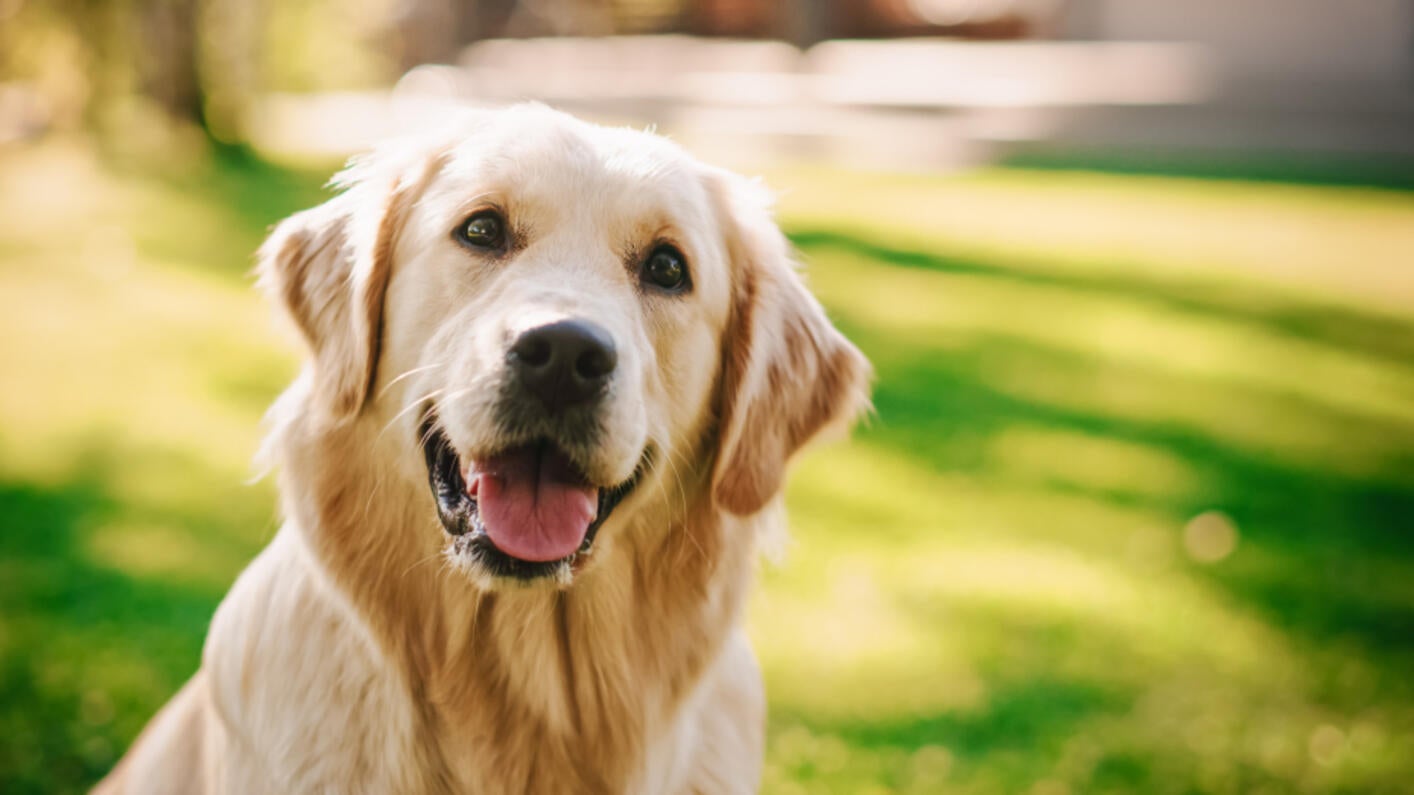 Golden Retriever looking at the camera
