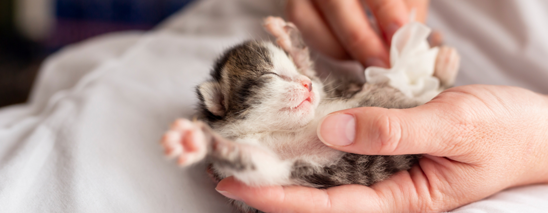 גור חתולים כבן שבוע בכף יד