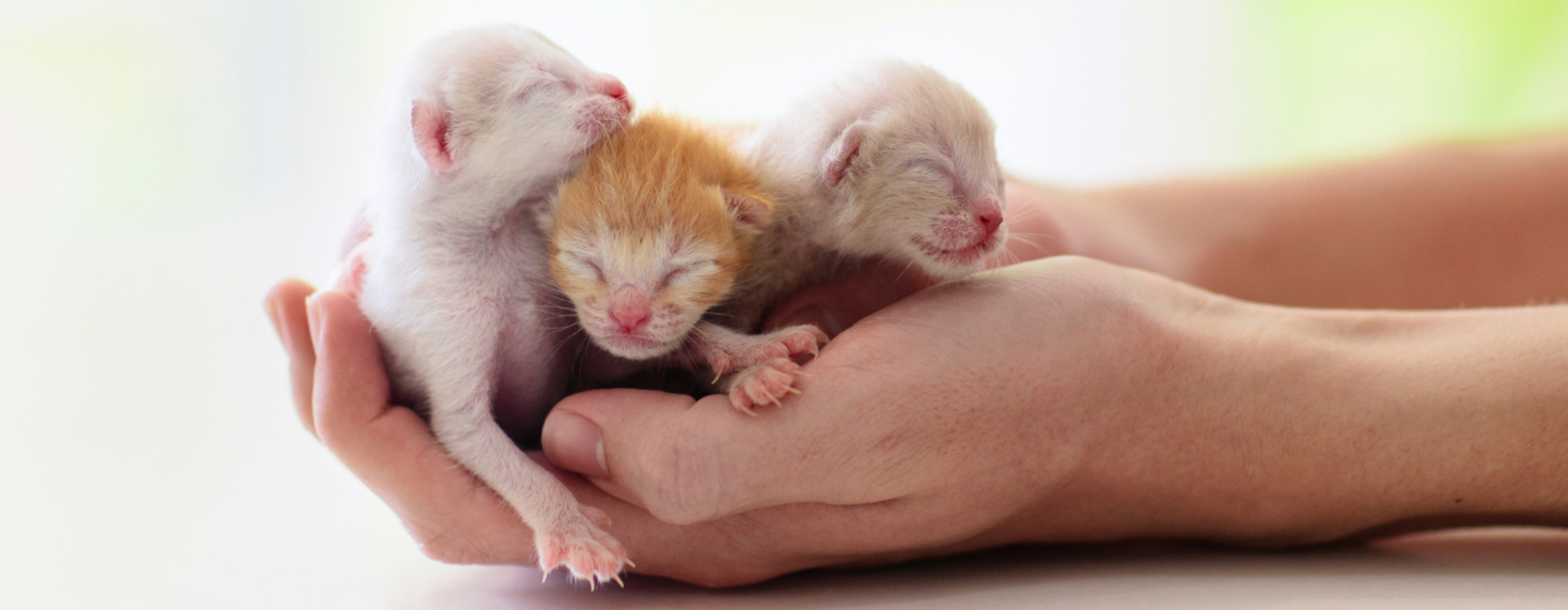 שלושה גורי חתולים עם עיניים עצומות מוחזקים יחד בכפות הידים