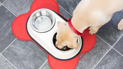 Yellow labrador eating from bowl