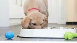 yellow labrador puppy eating from bowl