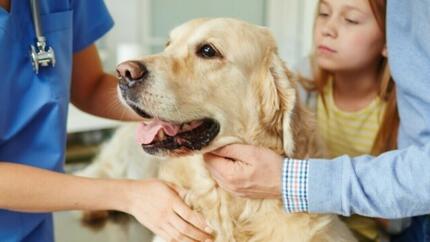 Dog at vets with family