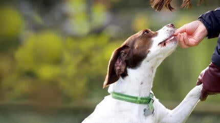 owner giving a treat to a dog