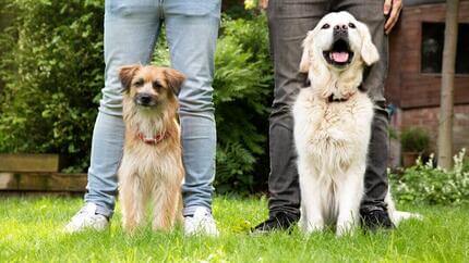 Two dogs sitting in front of owners on the grass