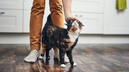 Cat being petted between owner's legs