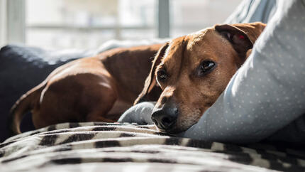 Dog laying on couch