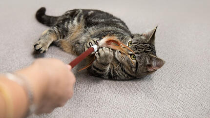 cat playing with feather toy