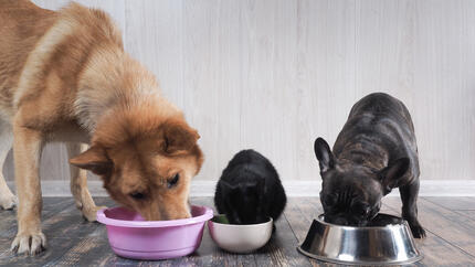 Dogs eating from bowls