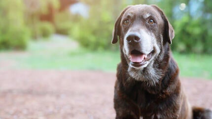 האם כלבים יכולים לראות צבעים