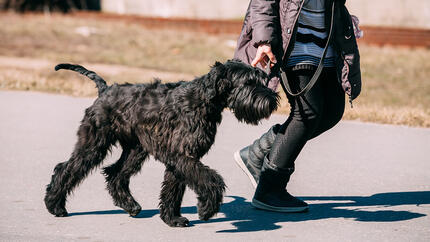 Dog walking with owner