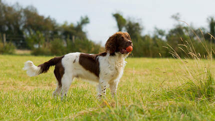 Dog standing with ball toy in field