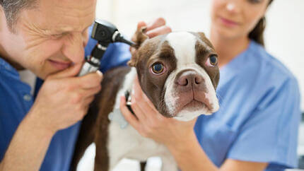 Brown and white french bulldog having ear inspected.