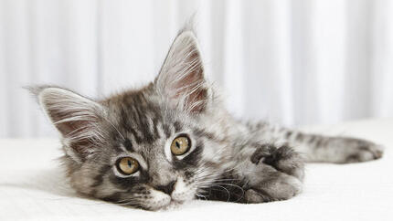 small grey kitten looking at the camera