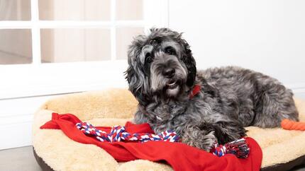 Dark grey and black dog sitting on floor.