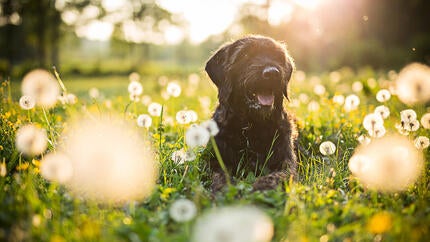 Dog in the sun