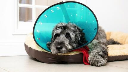 Hernias in Dogs-What You Need to Know