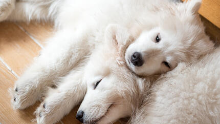 Two white dogs laying together