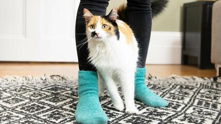 Patchy white, brown and black cat in between owner's legs.