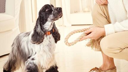 owner giving dog a rope toy
