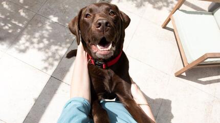  Chocolate Labrador with red collar jumping up at owner on a sunny day outside.