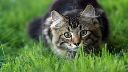 Why Do Cats Wag Their Tails