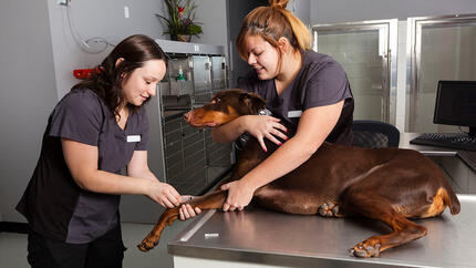 Two veterinarians give an injection to a big brow dog