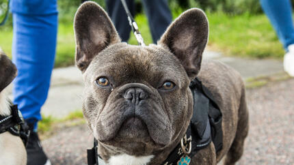 Pug and French Bulldog walking together