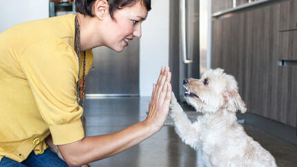 Woman giving a dog a high five in the kitchen