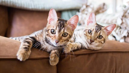 two bengal kittens lying together