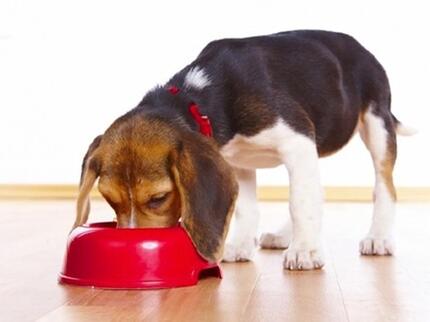 הכלב אוכל מקערה אדומה גדולה