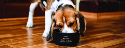 כלב אוכל מקערת אוכל