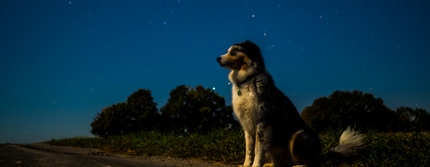 כלב יושב ומביט אל האופק. סביבו חושך והוא מואר באור הכוכבים