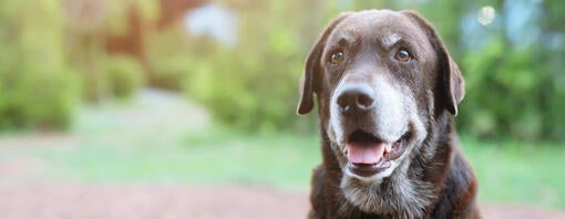 האם כלבים יכולים לראות צבעים