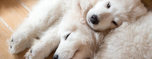 Two white dogs laying together