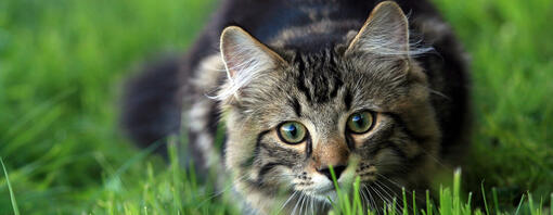 Why Do Cats Wag Their Tails