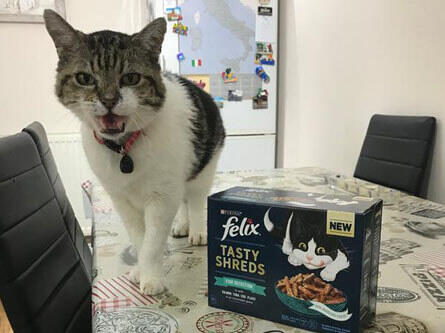 One very happy cat!