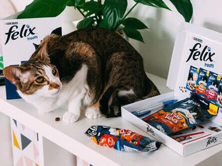 fantastic cat treats