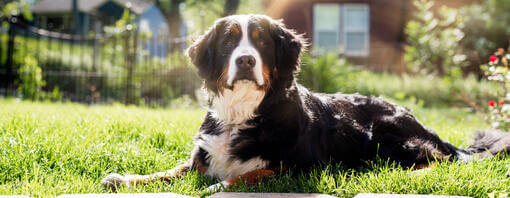 Bernese Mountain Dog in the sunshine