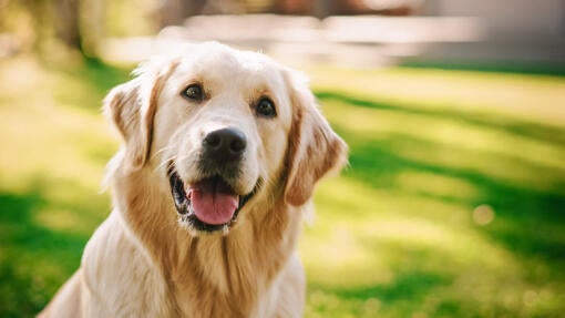 Golden Retriever looking at the camera