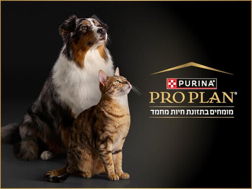 פרו פלאן באנר טיזר עמוד הבית - מובייל