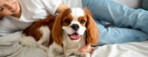 קוואליר קינג צ'ארלס שוכב על הספה ומאחוריו אישה שמחה מתבוננת בו