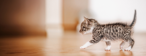 גור חתולים כבן חודש צועד על רצפת פרקט