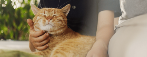 חתול ג'ינג'י מחייך בזמן שמלטפים אותו בצוואר